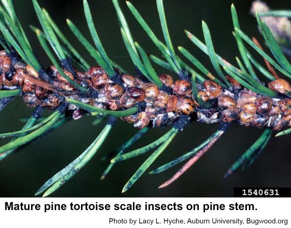 Pine tortoise scale insects